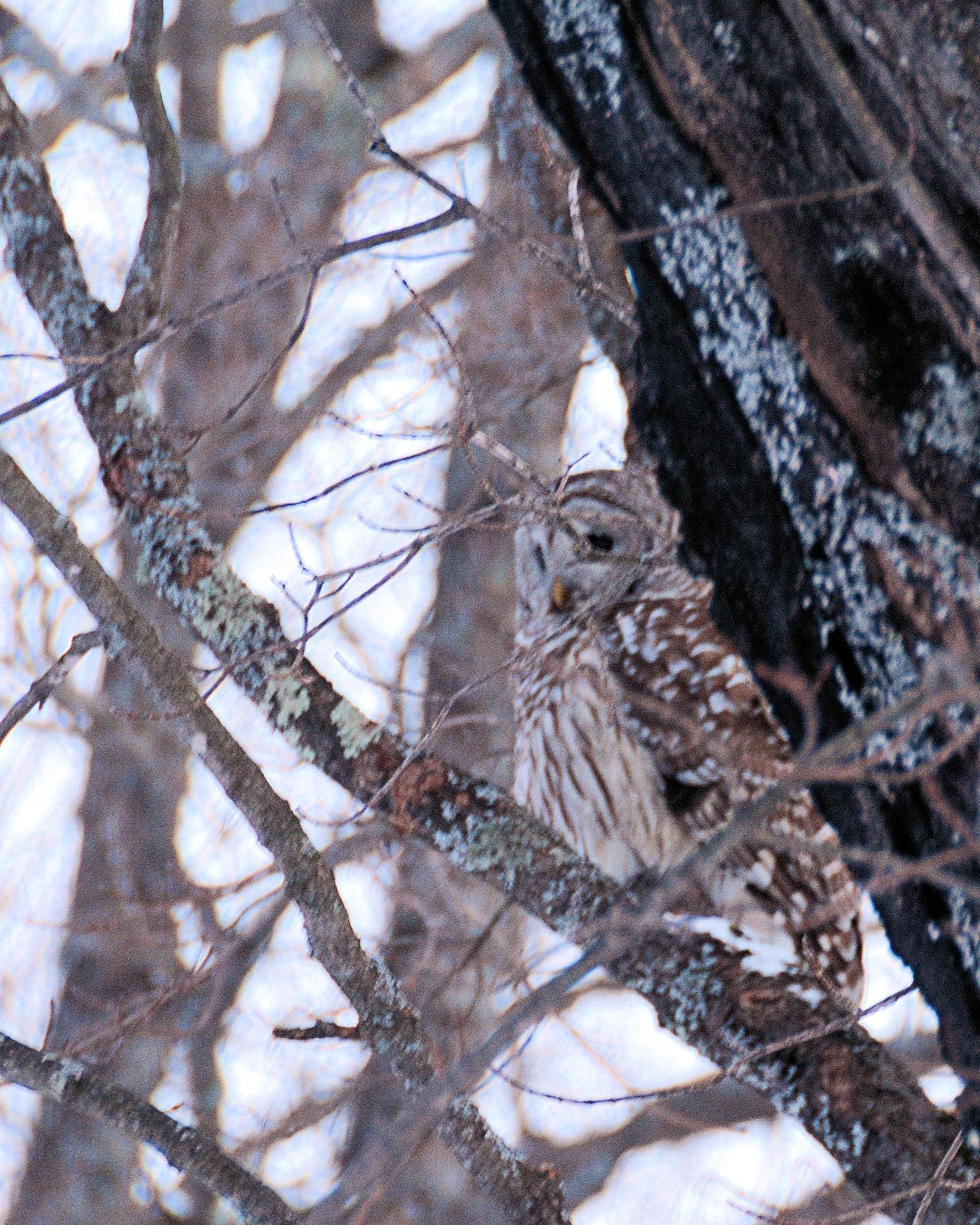 Barred Owl, photographed by Robert P. Spengler