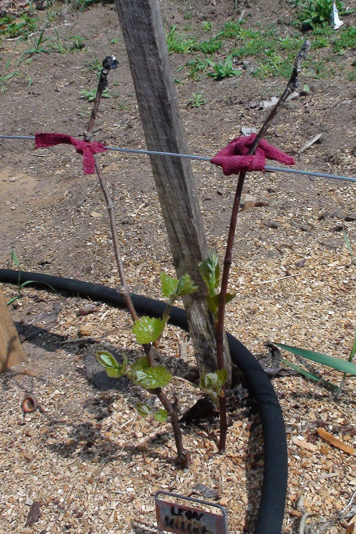 Bleeding grape vine with tourniquet allows vine to form scab and buds break