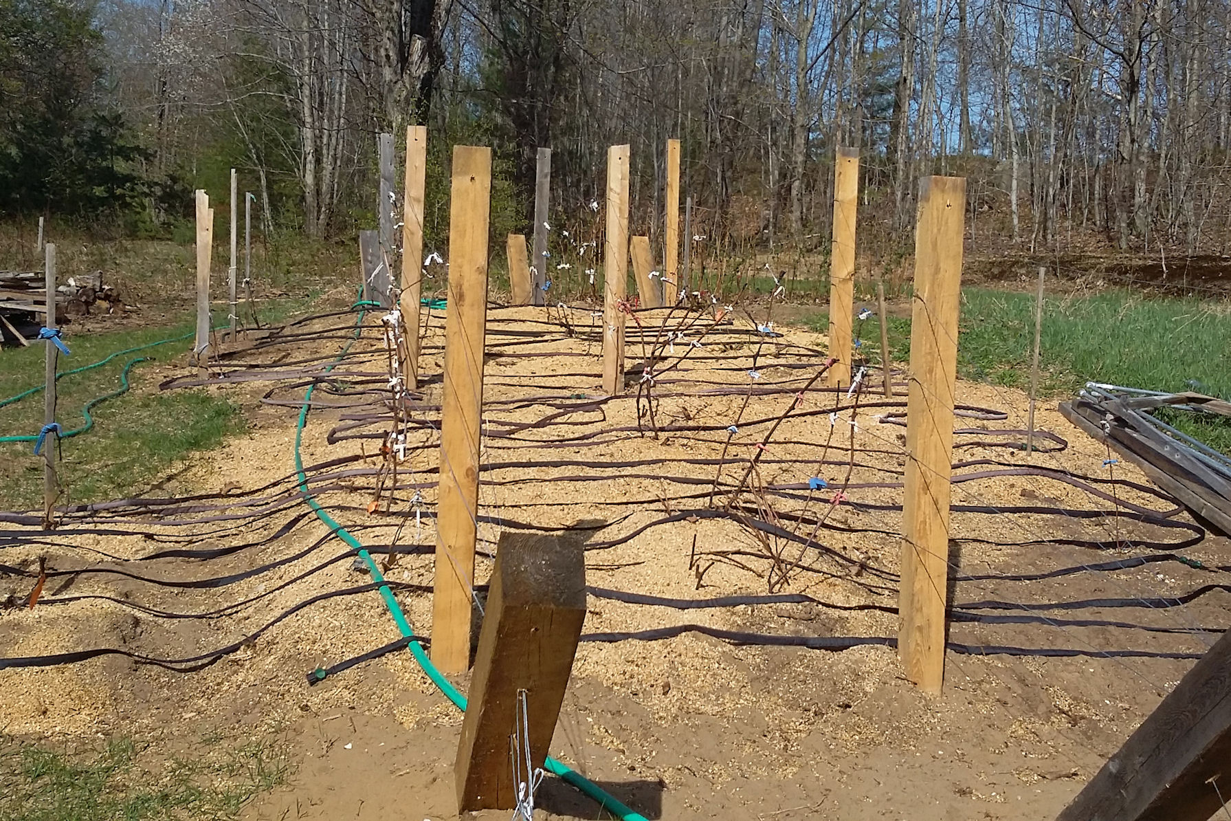Tips on how to tie wine grape vines to a trellis