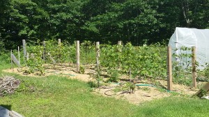 northern wine grape vines