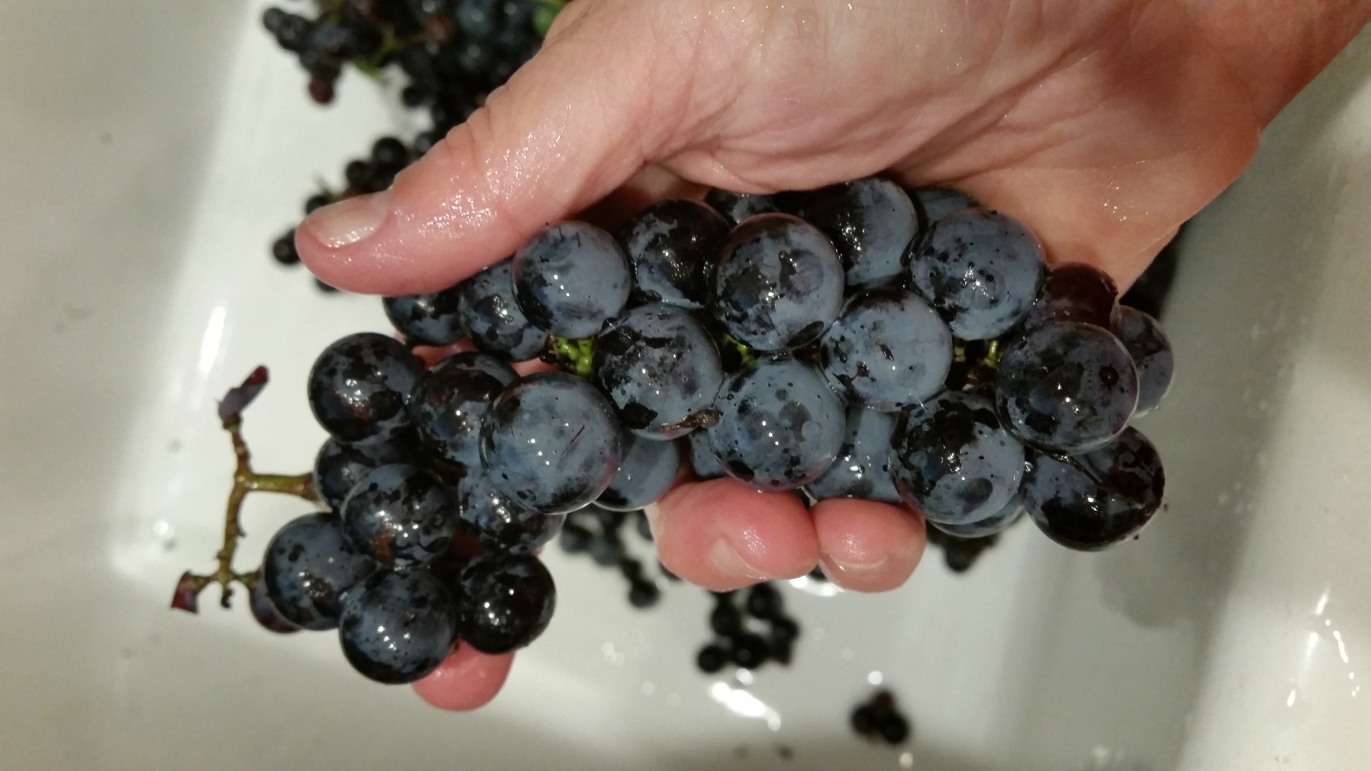 Concord grape harvest