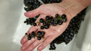 Concord grapes - smallest bunches