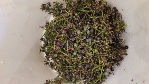 Concord grape stems and unripe berries removed