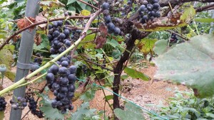 Concord grapes look pretty good after organic treatment for powdery mildew
