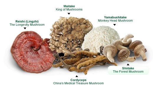 Medicinal Mushroom Chart