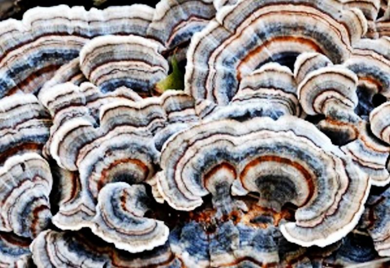 Trametes versicolor, Turkey tail mushroom, has been studied for its immune enhancing properties in cancer treatment regimens.
